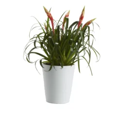Bromeliad In 12cm White Ceramic Decorative Pot -Outdoor Garden Shop bromeliad in 12cm white ceramic decorative pot3663602463450 21c bq