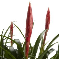 Bromeliad In 12cm White Ceramic Decorative Pot -Outdoor Garden Shop bromeliad in 12cm white ceramic decorative pot3663602463450 36c bq