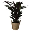 Calathea Wavestar In 19cm Natural Cattail & Plastic Decorative Pot -Outdoor Garden Shop calathea wavestar in 19cm natural cattail plastic decorative pot5059340126913 02c