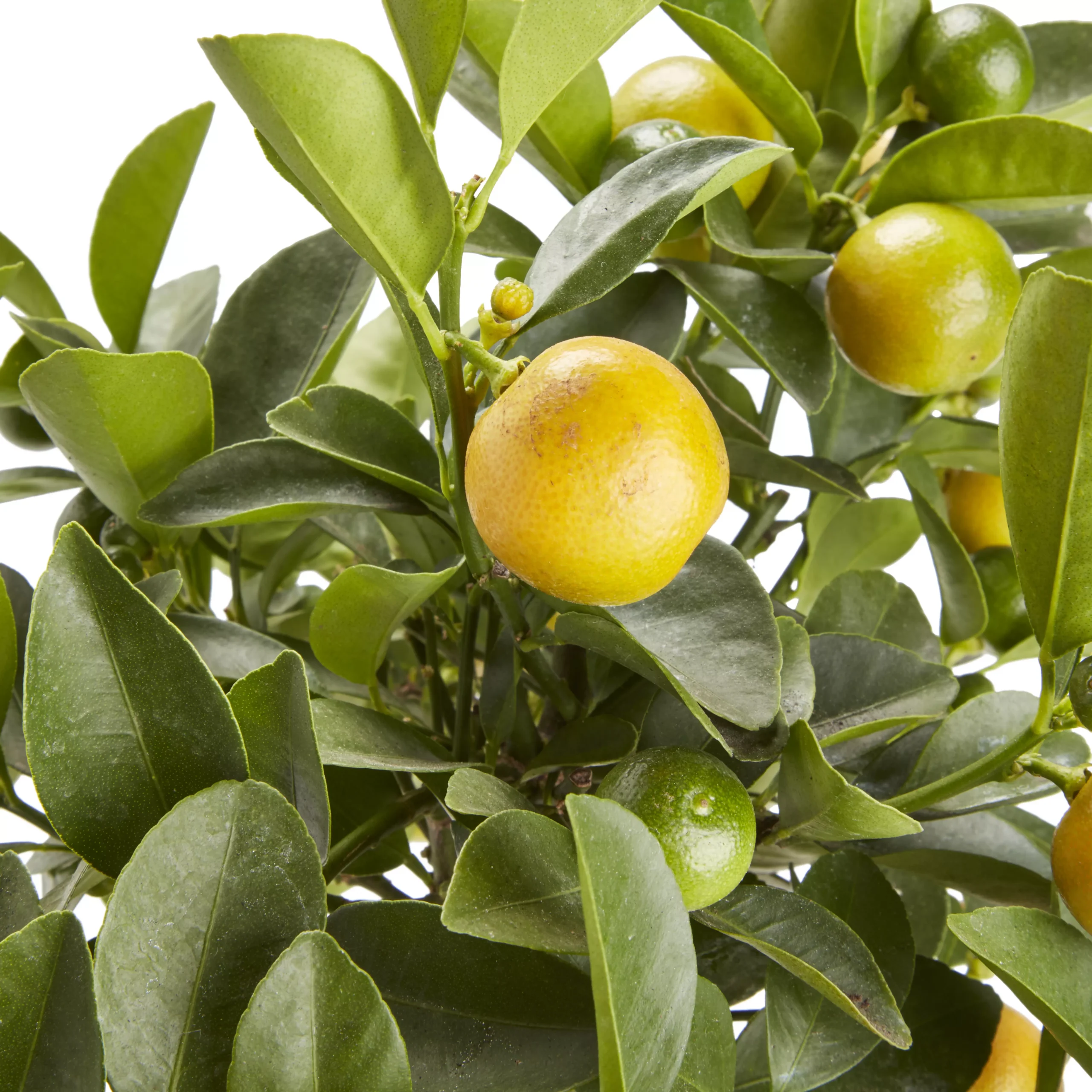 Citrus In 14cm Orange Plastic Grow Pot 4 Citrus In 14cm Orange Plastic Grow Pot - Image 2