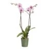 Double Stem Orchid In 12cm Assorted Ceramic Decorative Pot