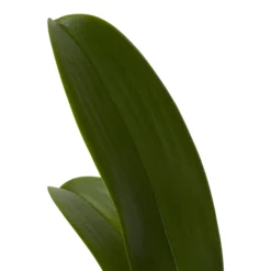 Double Stem Orchid In 12cm Assorted Ceramic Decorative Pot -Outdoor Garden Shop double stem orchid in 12cm assorted ceramic decorative pot3663602462934 21c