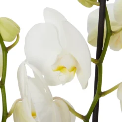 Double Stem Orchid In 12cm Assorted Ceramic Decorative Pot -Outdoor Garden Shop double stem orchid in 12cm assorted ceramic decorative pot3663602462934 22c