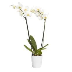 Double Stem Orchid In 12cm Assorted Ceramic Decorative Pot -Outdoor Garden Shop double stem orchid in 12cm assorted ceramic decorative pot3663602462934 22c bq