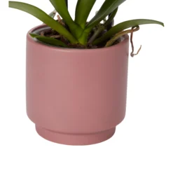 Double Stem Orchid In 12cm Assorted Ceramic Decorative Pot -Outdoor Garden Shop double stem orchid in 12cm assorted ceramic decorative pot3663602462934 23c