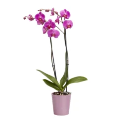 Double Stem Orchid In 12cm Assorted Ceramic Decorative Pot -Outdoor Garden Shop double stem orchid in 12cm assorted ceramic decorative pot3663602462934 23c bq