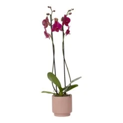 Double Stem Orchid In 12cm Assorted Ceramic Decorative Pot -Outdoor Garden Shop double stem orchid in 12cm assorted ceramic decorative pot3663602462934 36c