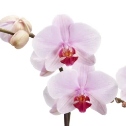 Double Stem Orchid In 12cm Assorted Ceramic Decorative Pot -Outdoor Garden Shop double stem orchid in 12cm assorted ceramic decorative pot3663602462934 36c bq