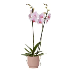 Double Stem Orchid In 12cm Assorted Ceramic Decorative Pot -Outdoor Garden Shop double stem orchid in 12cm assorted ceramic decorative pot3663602462934 37c