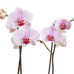 Double Stem Orchid In 12cm Assorted Ceramic Decorative Pot -Outdoor Garden Shop double stem orchid in 12cm assorted ceramic decorative pot3663602462934 37c bq
