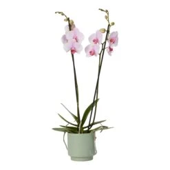 Double Stem Orchid In 12cm Assorted Ceramic Decorative Pot -Outdoor Garden Shop double stem orchid in 12cm assorted ceramic decorative pot3663602462934 38c