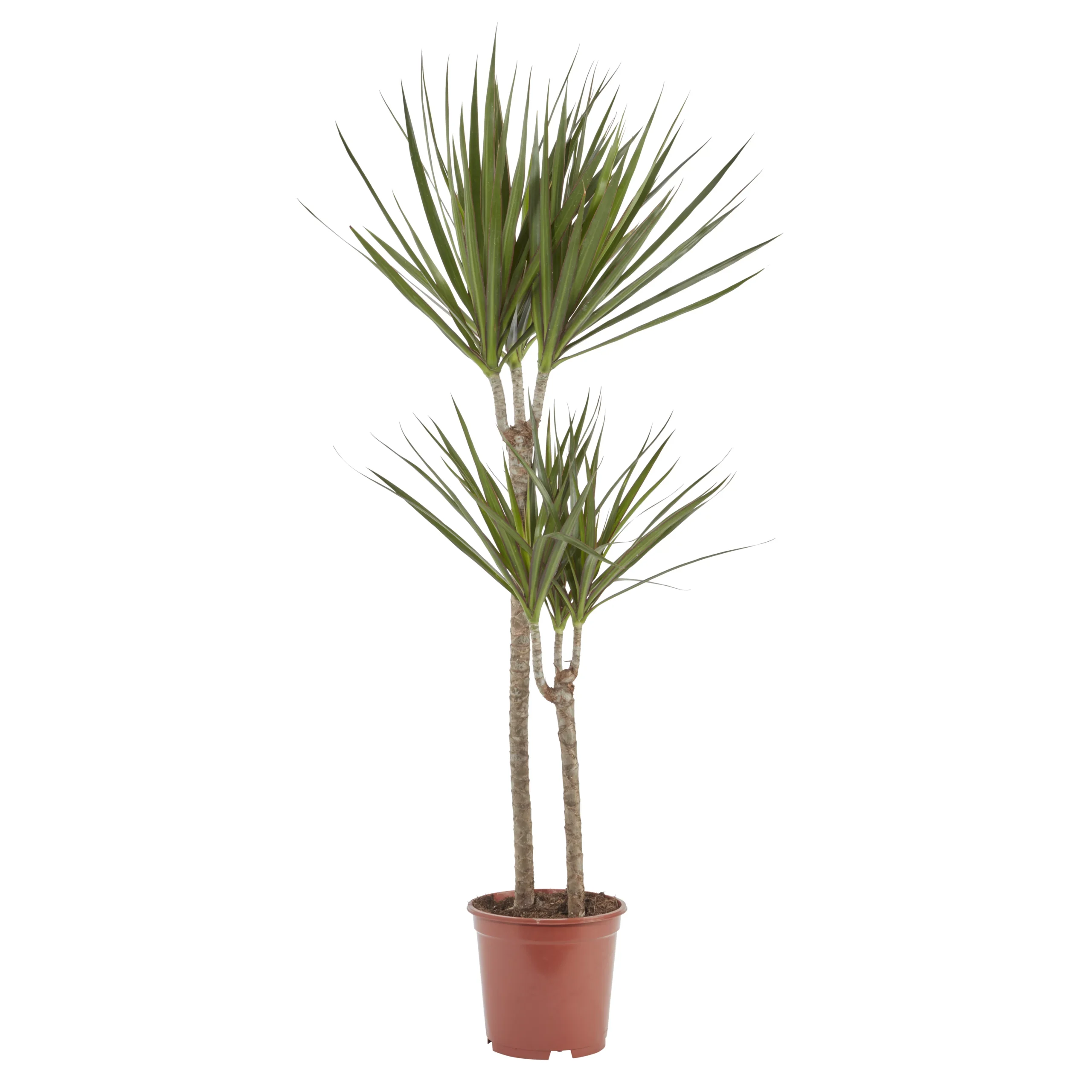 Dragon Tree In 19cm Terracotta Plastic Grow Pot 3 Dragon Tree In 19cm Terracotta Plastic Grow Pot