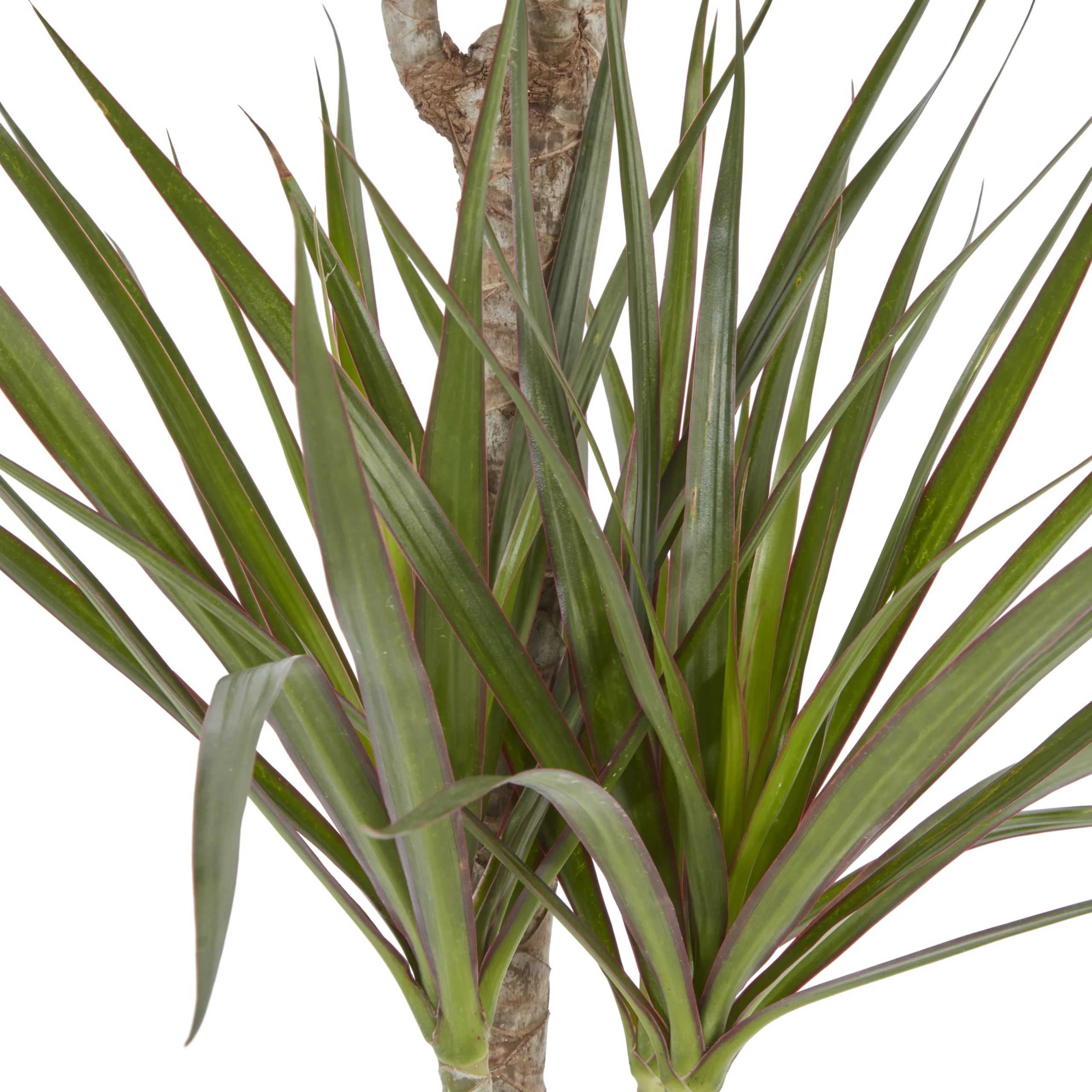 Dragon Tree In 19cm Terracotta Plastic Grow Pot 4 Dragon Tree In 19cm Terracotta Plastic Grow Pot - Image 2