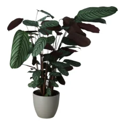 Dragon Tree In 24cm Assorted Ceramic Decorative Pot -Outdoor Garden Shop dragon tree in 24cm assorted ceramic decorative pot5059340827858 21c