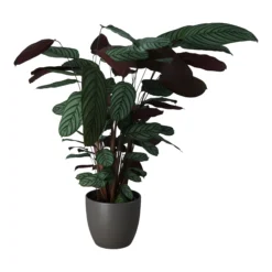 Dragon Tree In 24cm Assorted Ceramic Decorative Pot -Outdoor Garden Shop dragon tree in 24cm assorted ceramic decorative pot5059340827858 22c