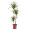 Dragon Tree In 24cm Terracotta Plastic Grow Pot -Outdoor Garden Shop dragon tree in 24cm terracotta plastic grow pot3663602462453 02c bq