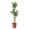 Golden Dragon Tree In 24cm Terracotta Plastic Grow Pot -Outdoor Garden Shop golden dragon tree in 24cm terracotta plastic grow pot5036581089788 01c bq
