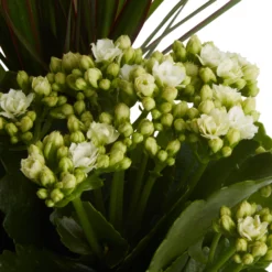 Houseplant Arrangement In 17cm Assorted Ceramic Pot 18 Houseplant Arrangement In 17cm Assorted Ceramic Pot -Outdoor Garden Shop houseplant arrangement in 17cm assorted ceramic pot3663602497318 36c bq