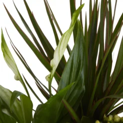 Houseplant Arrangement In 17cm Assorted Ceramic Pot 19 Houseplant Arrangement In 17cm Assorted Ceramic Pot -Outdoor Garden Shop houseplant arrangement in 17cm assorted ceramic pot3663602497318 37c bq