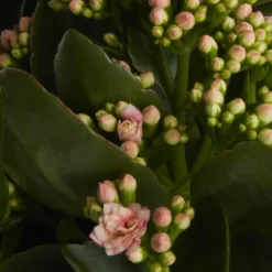 Houseplant Arrangement In 17cm Assorted Ceramic Pot 20 Houseplant Arrangement In 17cm Assorted Ceramic Pot -Outdoor Garden Shop houseplant arrangement in 17cm assorted ceramic pot3663602497318 38c bq