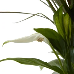 Houseplant Arrangement In 17cm Assorted Ceramic Pot 21 Houseplant Arrangement In 17cm Assorted Ceramic Pot -Outdoor Garden Shop houseplant arrangement in 17cm assorted ceramic pot3663602497318 39c bq