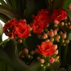 Houseplant Arrangement In 17cm Assorted Ceramic Pot 22 Houseplant Arrangement In 17cm Assorted Ceramic Pot -Outdoor Garden Shop houseplant arrangement in 17cm assorted ceramic pot3663602497318 40c bq