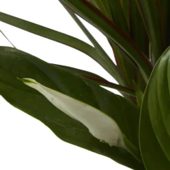 Houseplant Arrangement In 17cm Assorted Ceramic Pot 23 Houseplant Arrangement In 17cm Assorted Ceramic Pot -Outdoor Garden Shop houseplant arrangement in 17cm assorted ceramic pot3663602497318 41c bq