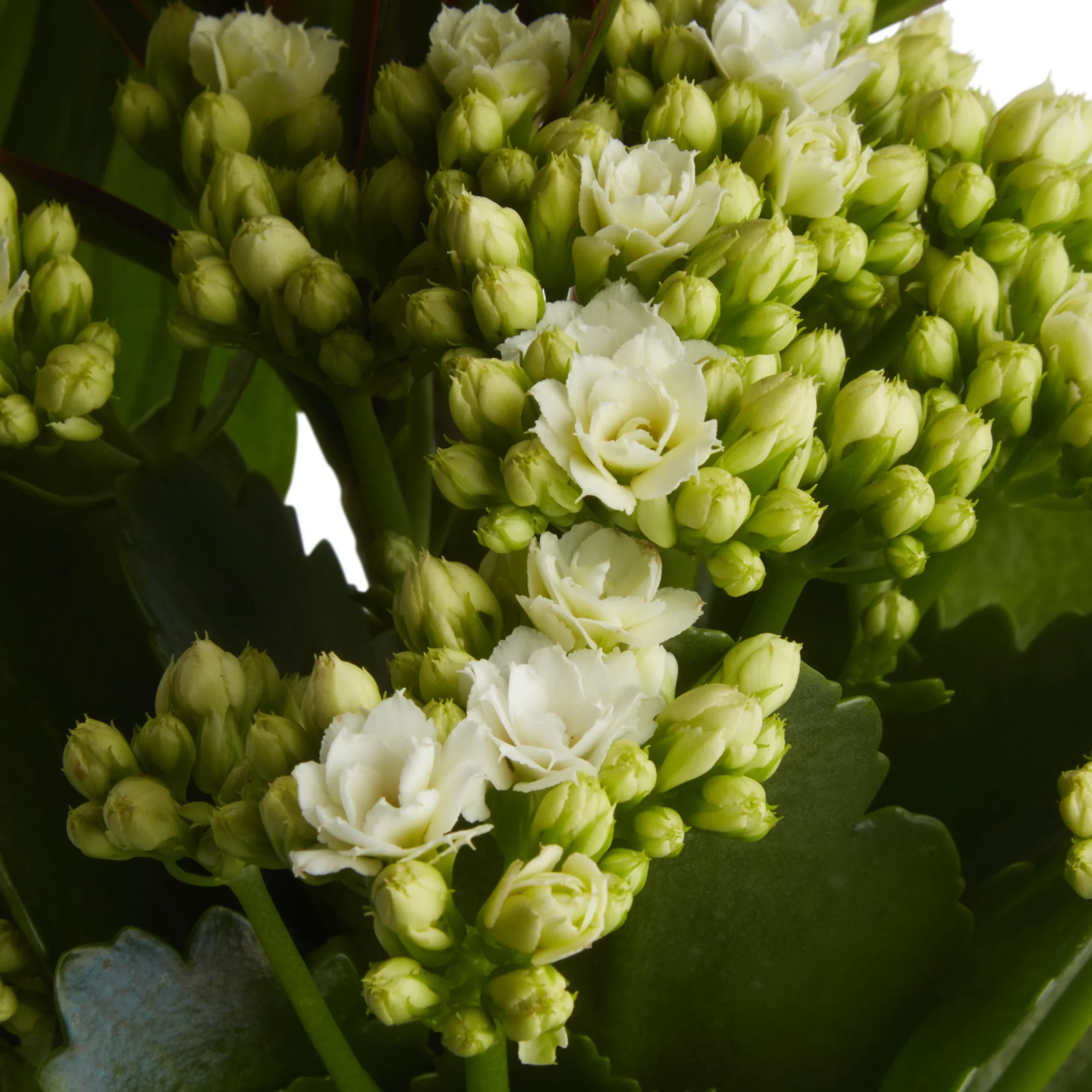 Houseplant Arrangement In 17cm Assorted Ceramic Pot 13 Houseplant Arrangement In 17cm Assorted Ceramic Pot - Image 11