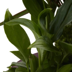 Houseplant Arrangement In 17cm Assorted Ceramic Pot 25 Houseplant Arrangement In 17cm Assorted Ceramic Pot -Outdoor Garden Shop houseplant arrangement in 17cm assorted ceramic pot3663602497318 43c bq