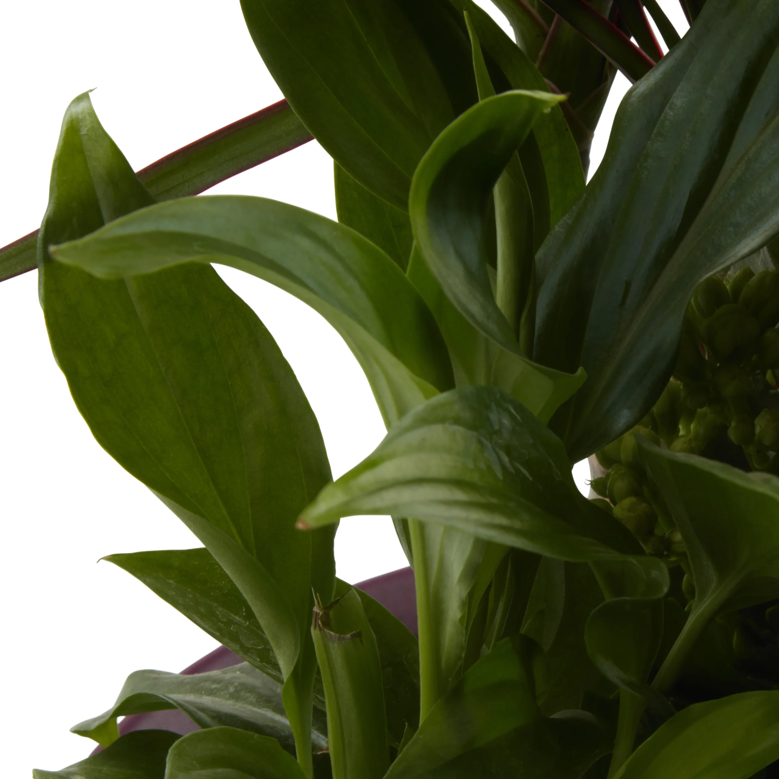 Houseplant Arrangement In 17cm Assorted Ceramic Pot 14 Houseplant Arrangement In 17cm Assorted Ceramic Pot - Image 12