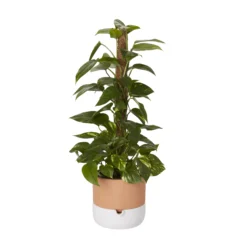 Ivy In 19cm Black Plastic Grow Pot -Outdoor Garden Shop ivy in 19cm black plastic grow pot3663602462491 22c
