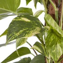 Kentia Palm In 19cm Terracotta Plastic Grow Pot -Outdoor Garden Shop kentia palm in 19cm terracotta plastic grow pot3663602462484 36c