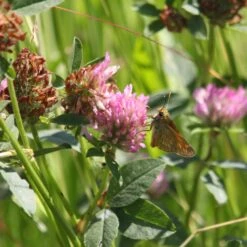 Meadowmat Wildflower Turf, 20m² Pack -Outdoor Garden Shop meadowmat wildflower turf 20m pack04168157 02i