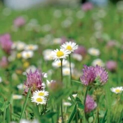Meadowmat Wildflower Turf, 20m² Pack -Outdoor Garden Shop meadowmat wildflower turf 20m pack04168157 03i bq