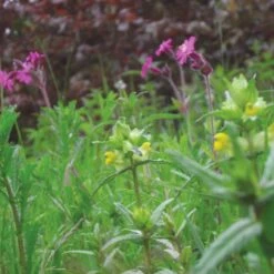 Meadowmat Wildflower Turf, 20m² Pack -Outdoor Garden Shop meadowmat wildflower turf 20m pack04168157 05i bq