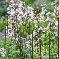 Panacea Steel Curved Plant Support Frame (L)60cm (Dia)25cm, Set Of 4 -Outdoor Garden Shop panacea steel curved plant support frame l 60cm dia 25cm set of 40093432825297 01i bq