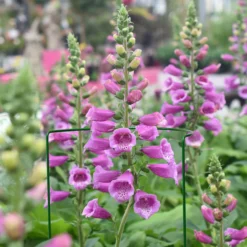 Panacea Steel Curved Plant Support Frame (L)90cm (Dia)40cm, Pack Of 3 -Outdoor Garden Shop panacea steel curved plant support frame l 90cm dia 40cm pack of 30093432825235 01i bq