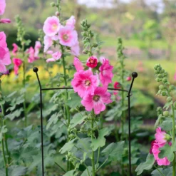 Panacea Steel Curved Plant Support (L)81cm (Dia)56cm -Outdoor Garden Shop panacea steel curved plant support l 81cm dia 56cm0093432825266 01i bq