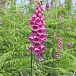 Panacea Steel Single Stem Plant Support (L)122cm (Dia)20.3cm, Pack Of 3 5 Panacea Steel Single Stem Plant Support (L)122cm (Dia)20.3cm, Pack Of 3 -Outdoor Garden Shop panacea steel single stem plant support l 122cm dia 20 3cm pack of 30093432825457 01i bq