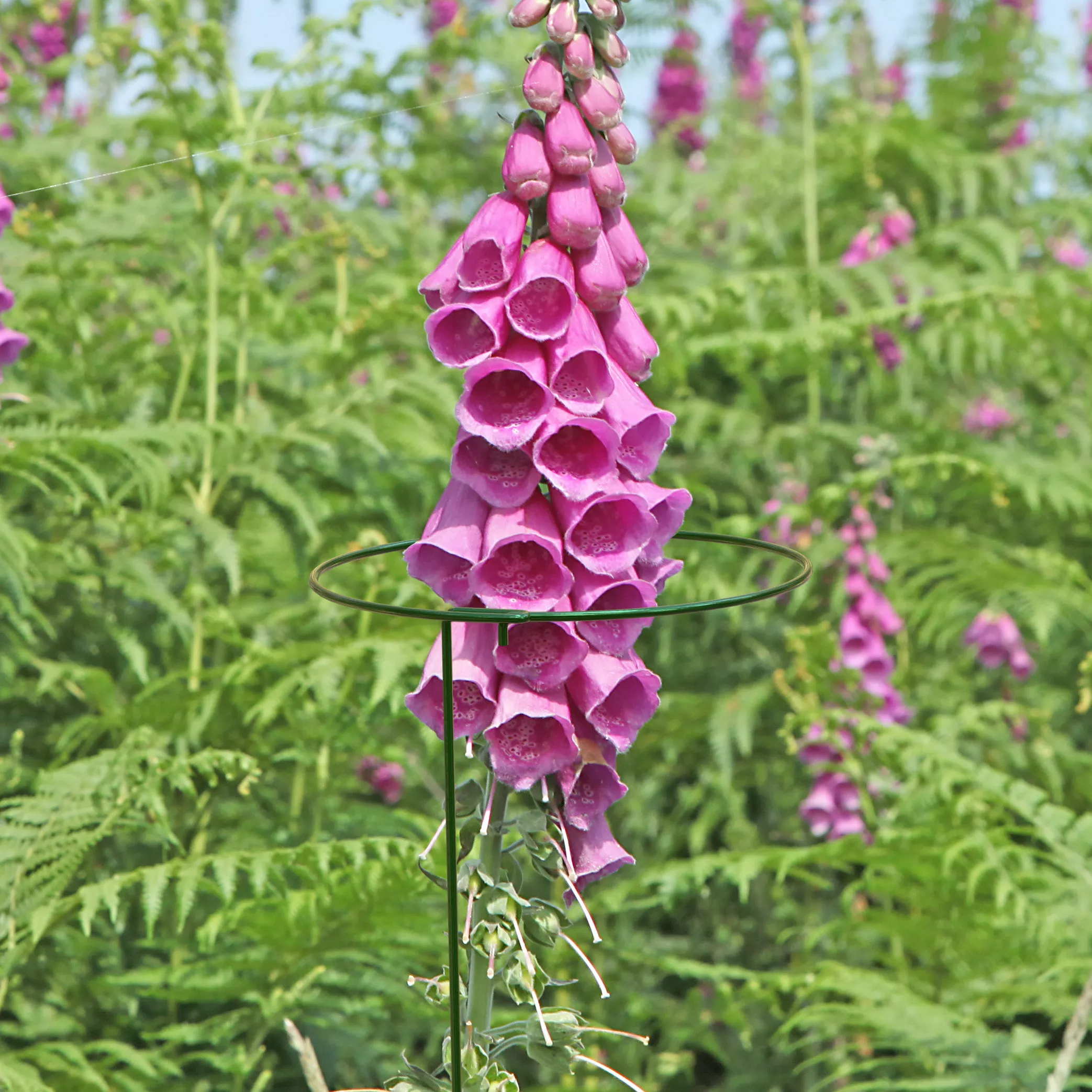 Panacea Steel Single Stem Plant Support (L)122cm (Dia)20.3cm, Pack Of 3 4 Panacea Steel Single Stem Plant Support (L)122cm (Dia)20.3cm, Pack Of 3 - Image 2