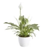 Peace Lily In 14cm White Ceramic Grow Pot -Outdoor Garden Shop peace lily in 14cm white ceramic grow pot3663602462682 02c bq