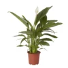 Peace Lily In 17cm Terracotta Plastic Grow Pot -Outdoor Garden Shop peace lily in 17cm terracotta plastic grow pot3663602462668 02c bq
