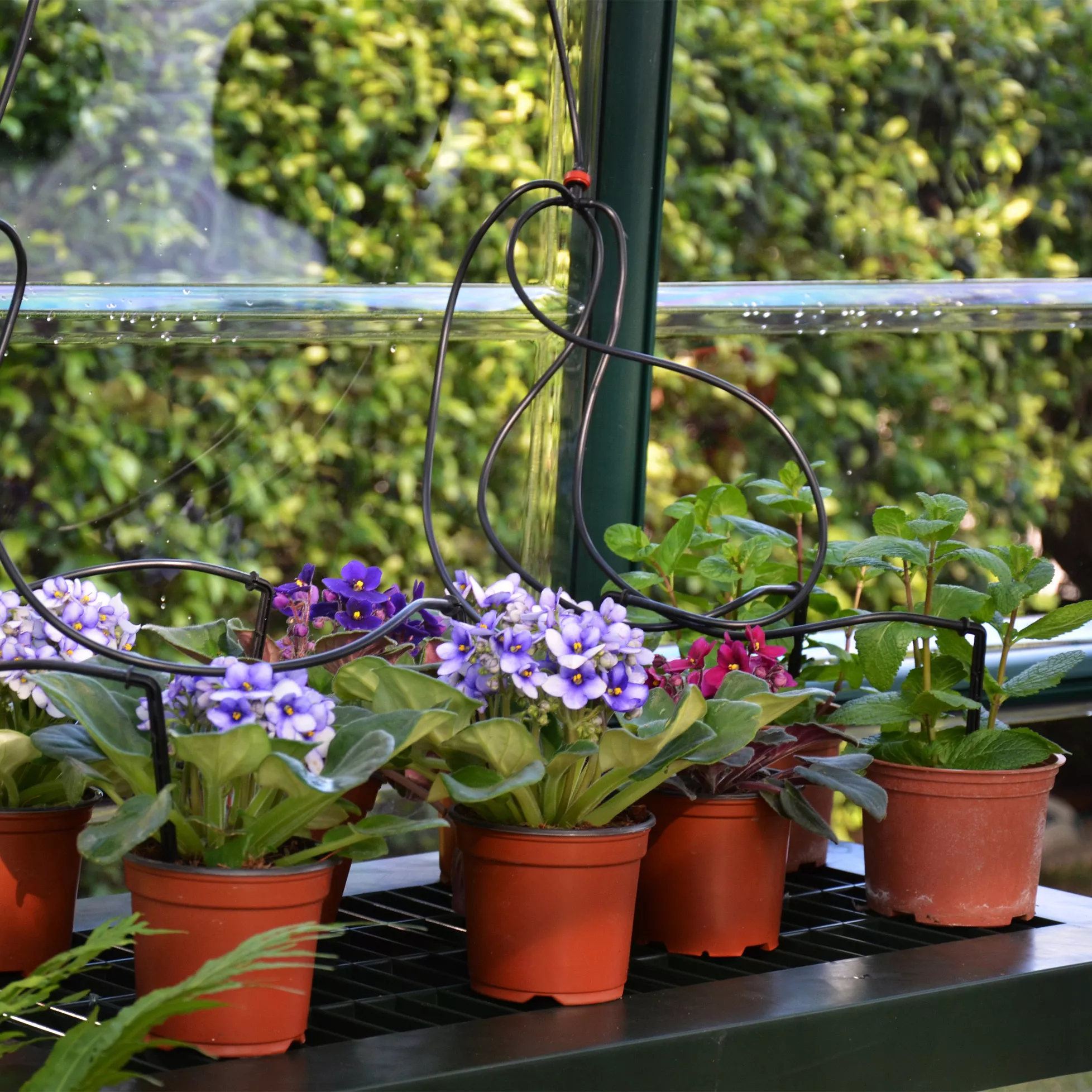 Rion Grand Gardner Green 8x12 Greenhouse 6 Rion Grand Gardner Green 8x12 Greenhouse - Image 4