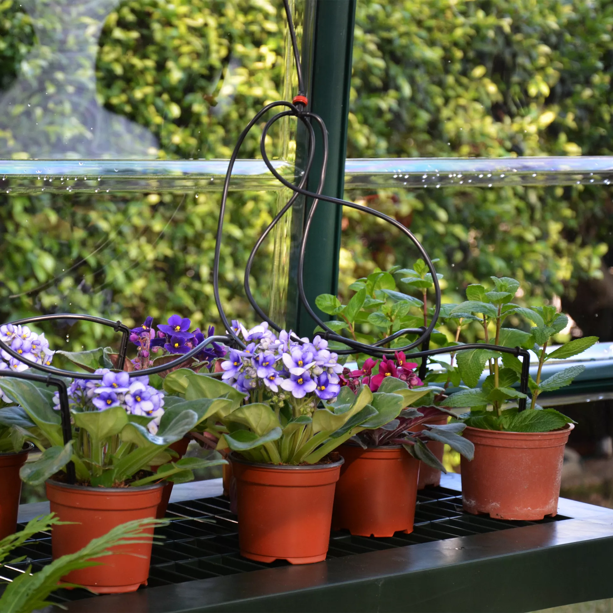 Rion Grand Gardner Green 8x8 Greenhouse 9 Rion Grand Gardner Green 8x8 Greenhouse - Image 7