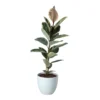 Rubber Plant In 24cm Assorted Ceramic Decorative Pot -Outdoor Garden Shop rubber plant in 24cm assorted ceramic decorative pot5059340827810 02c