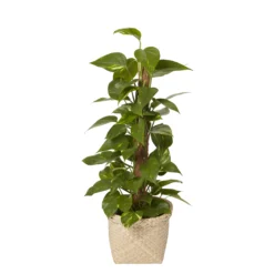 Seagrass Herringbone Plant Pot (Dia)26.5cm -Outdoor Garden Shop seagrass herringbone plant pot dia 26 5cm3663602442486 21c bq