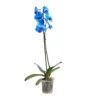 Single Stem Blue Moth Orchid In 12cm Clear Plastic Grow Pot -Outdoor Garden Shop single stem blue moth orchid in 12cm clear plastic grow pot3663602462927 02c bq