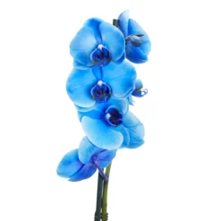 Single Stem Blue Moth Orchid In 12cm Clear Plastic Grow Pot -Outdoor Garden Shop single stem blue moth orchid in 12cm clear plastic grow pot3663602462927 37c bq