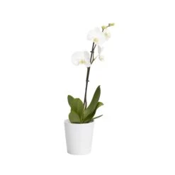 Single Stem Orchid In 12cm Assorted Ceramic Decorative Pot -Outdoor Garden Shop single stem orchid in 12cm assorted ceramic decorative pot3663602462941 21c bq
