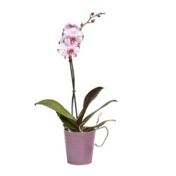 Single Stem Orchid In 12cm Assorted Ceramic Decorative Pot -Outdoor Garden Shop single stem orchid in 12cm assorted ceramic decorative pot3663602462941 22c bq
